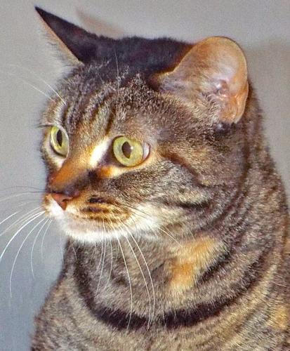 Adopt a Friend: Copper