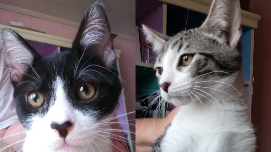 Adopt a friend: Amos and Andy