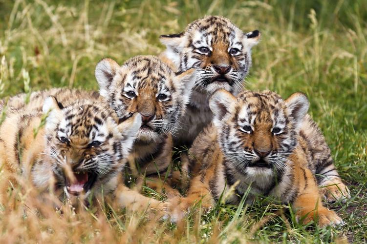 Baby zoo animals