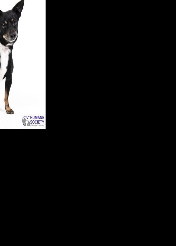 Adopt a friend: Niles