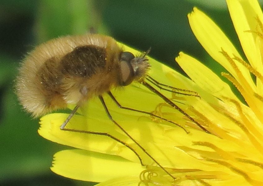 Bee flies. Bombylius venosus русское название.