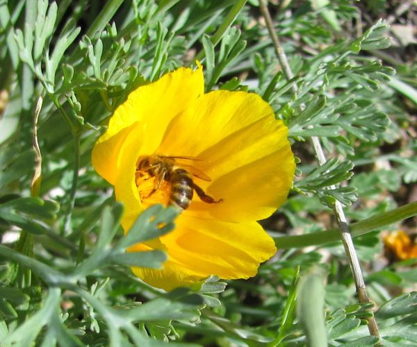 Bee visits a poppy