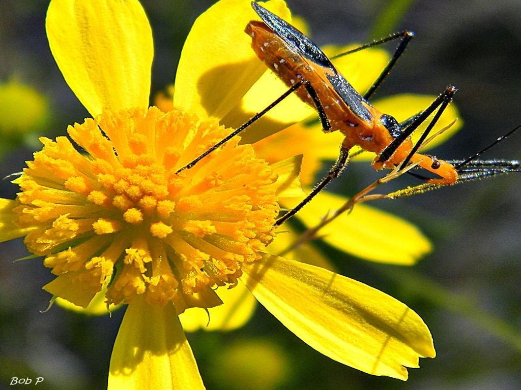 The Milkweed Assassin Bug Can Pack A Punch If Threatened Tucson Gardens Tucson Com