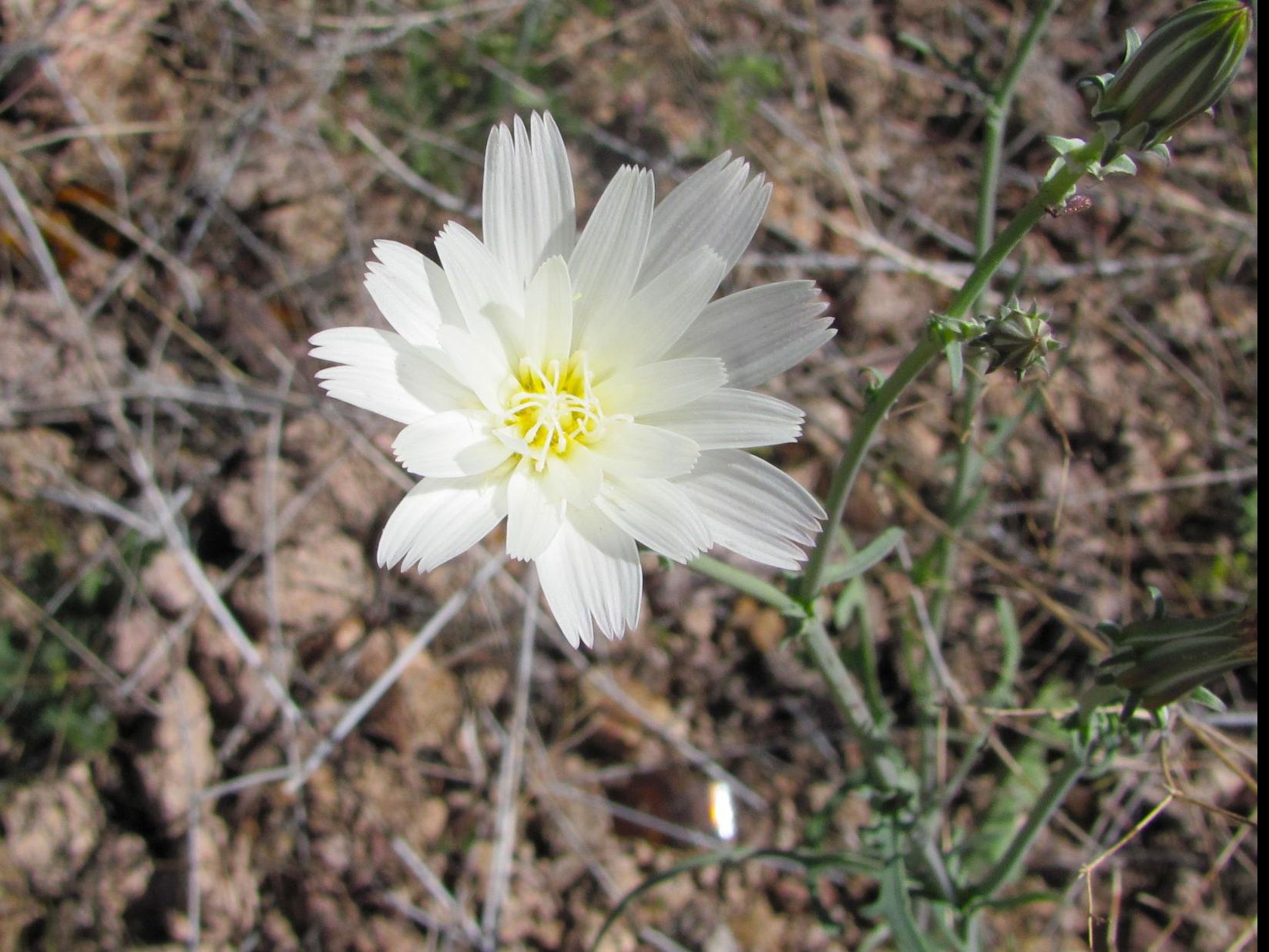 Wildflowers Burst Into Bloom At Saguaro National Park Local News