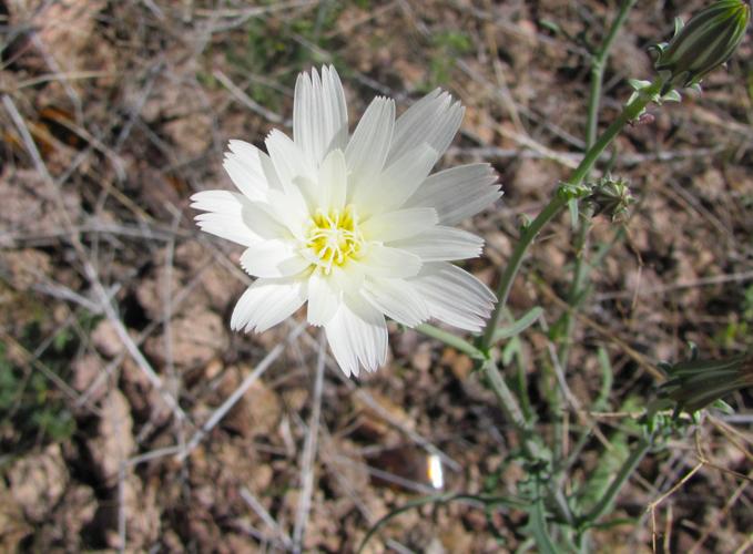 White wildflower