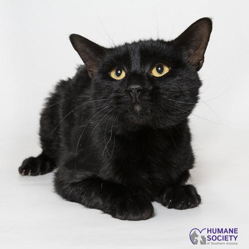 Adopt a friend: Sayer