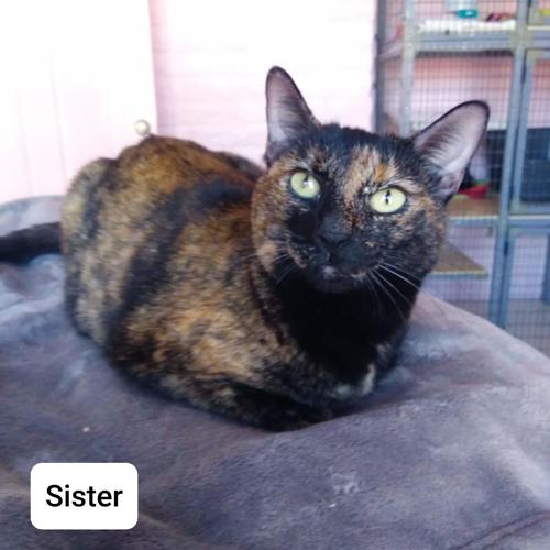 Adopt a friend: Sister