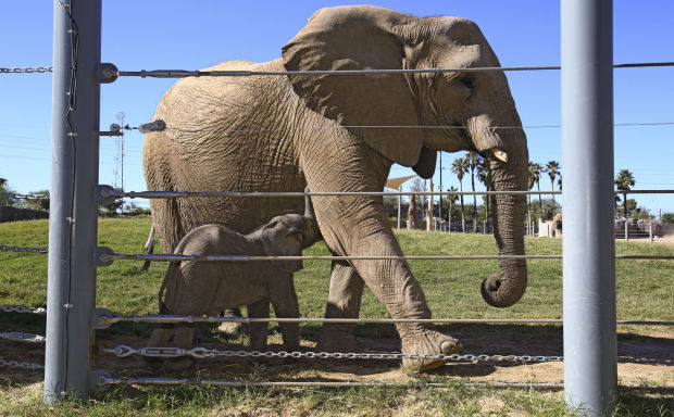 Tucson zoo's baby elephant gets used to surroundings | Local news