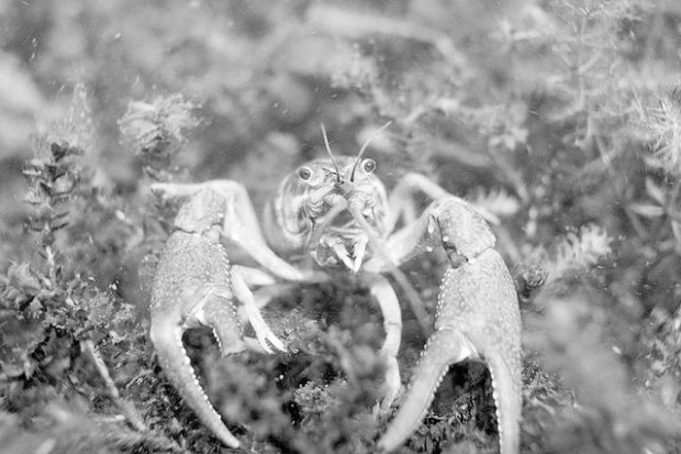 Arizona devises a battle plan for invasive species  