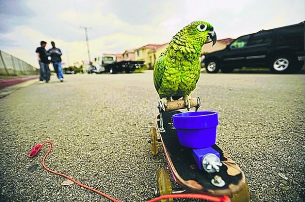 Popular parrot stolen  
