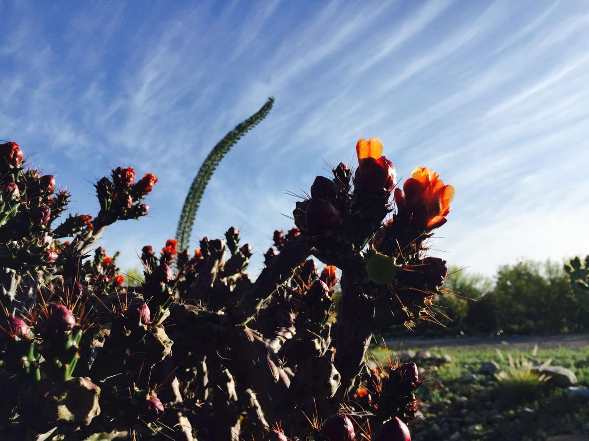 Blooming blue-sky morning