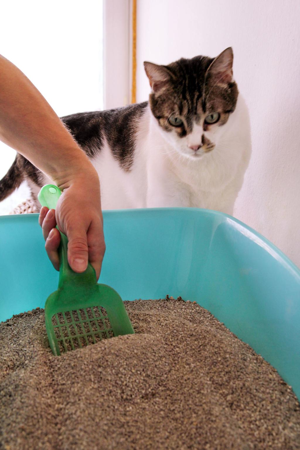 What To Do When A Cat Stops Covering Its Poop Pets Tucson Com