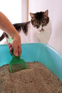 What to do when a cat stops covering its poop