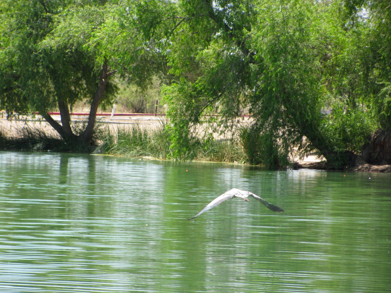 Silverbell lake on sale