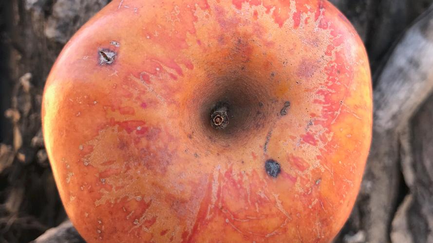 Colorado couple's 20-year search for extinct fruit finally pays off