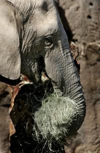 Reid Park Zoo seeks partners to donate animal snacks    