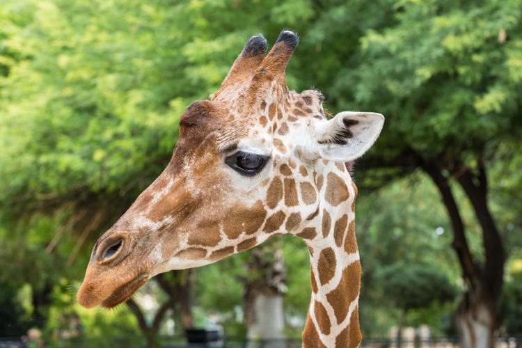 Zoo giraffe euthanized