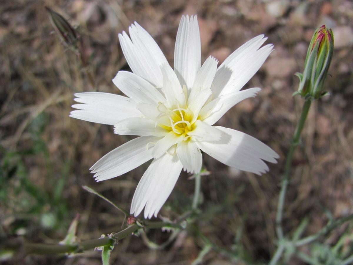 Desert chicory