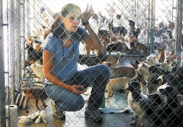 750 dogs seized on property — a 'puppy mill' in Avra Valley  