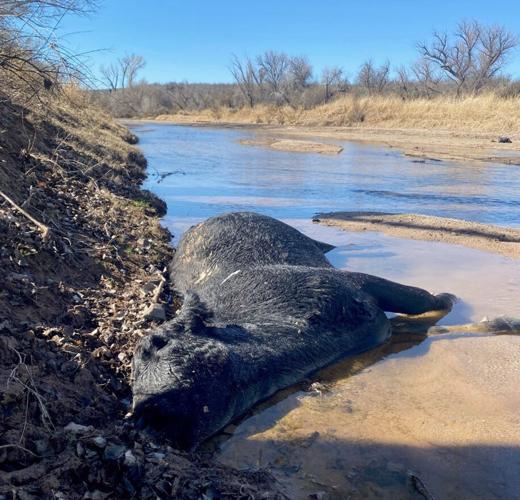 Cow in the San Pedro River
