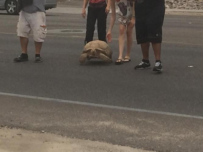 Tortoise crossing