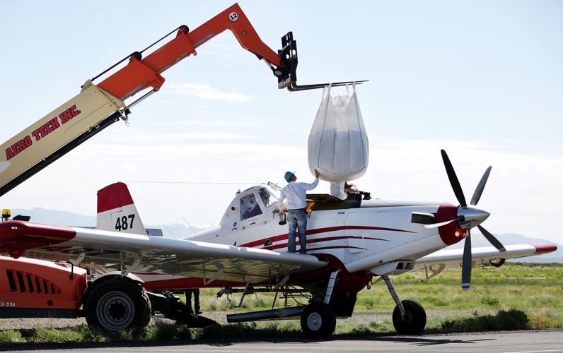 Frye Fire recovery on Mt. Graham
