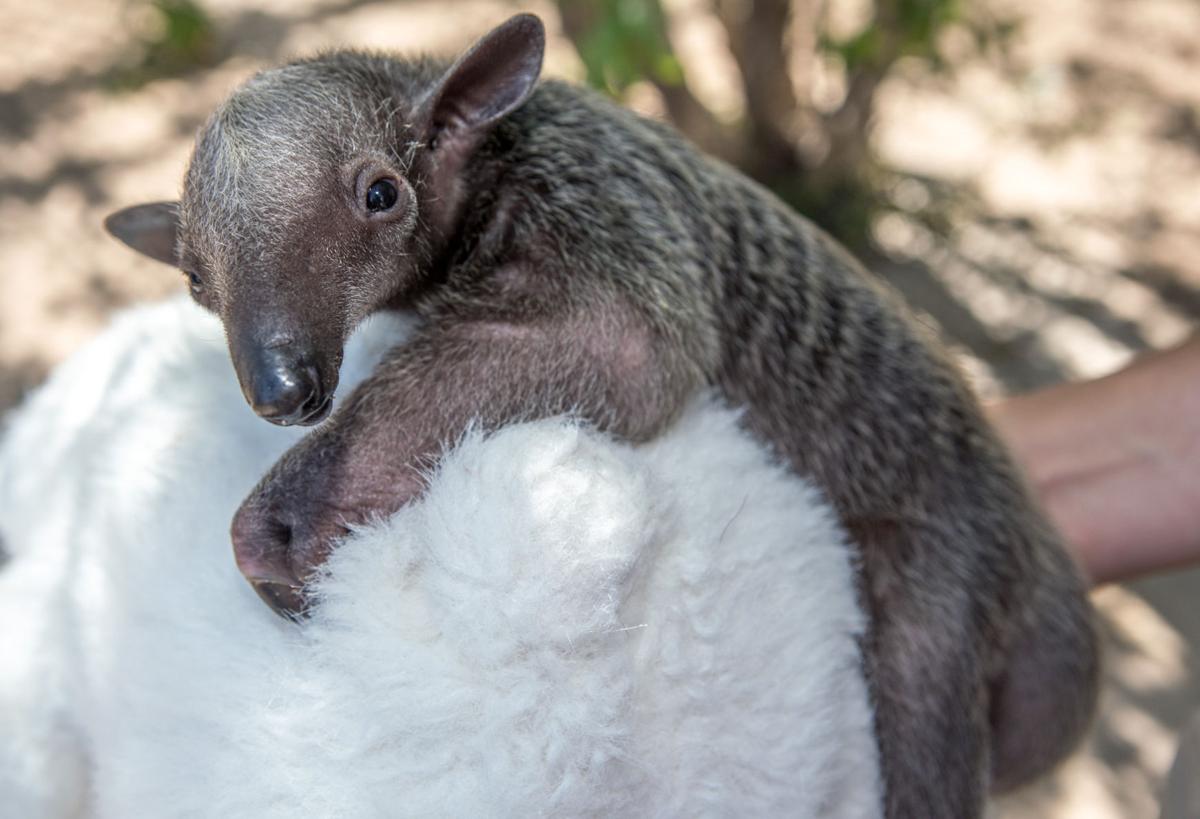 Baby tamandua joins the menagerie at Reid Park Zoo | Local news