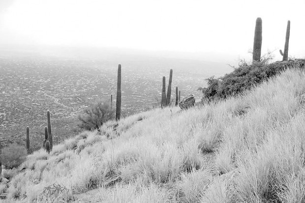 Arizona devises a battle plan for invasive species  