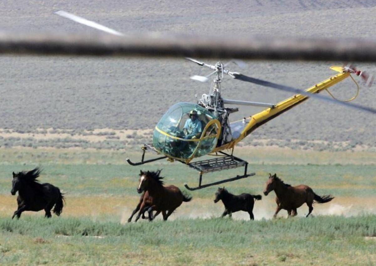 Congress and a Coalition of Conservation Leaders Condemn Largest Planned Wild Horse Roundup in Nevada History