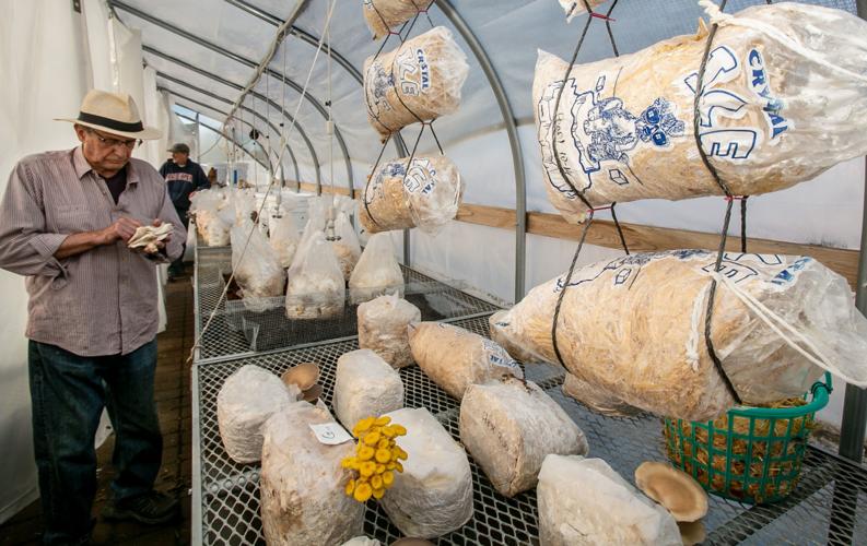 Arizona Mushroom Growing Group