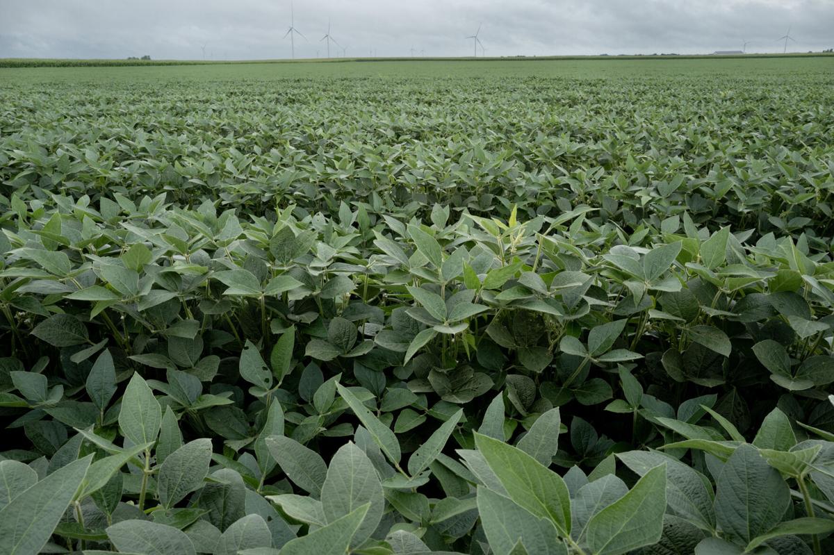 Trump predicts China would resume buying US soybeans
