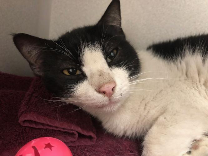 Free pet adoptions from PACC at some PetSmart locations