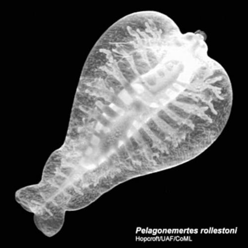 Astonishingly rich marine life in polar oceans  