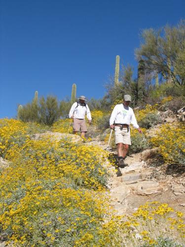 Southwest wildflowers