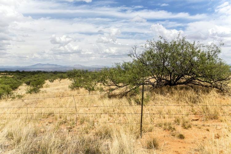 Vigneto Whetstone Ranch Project