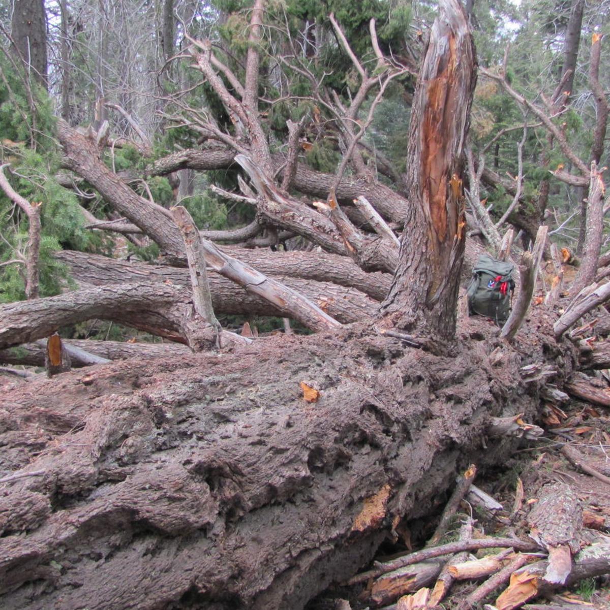 Permits Are Available For Collecting Firewood In The Catalinas