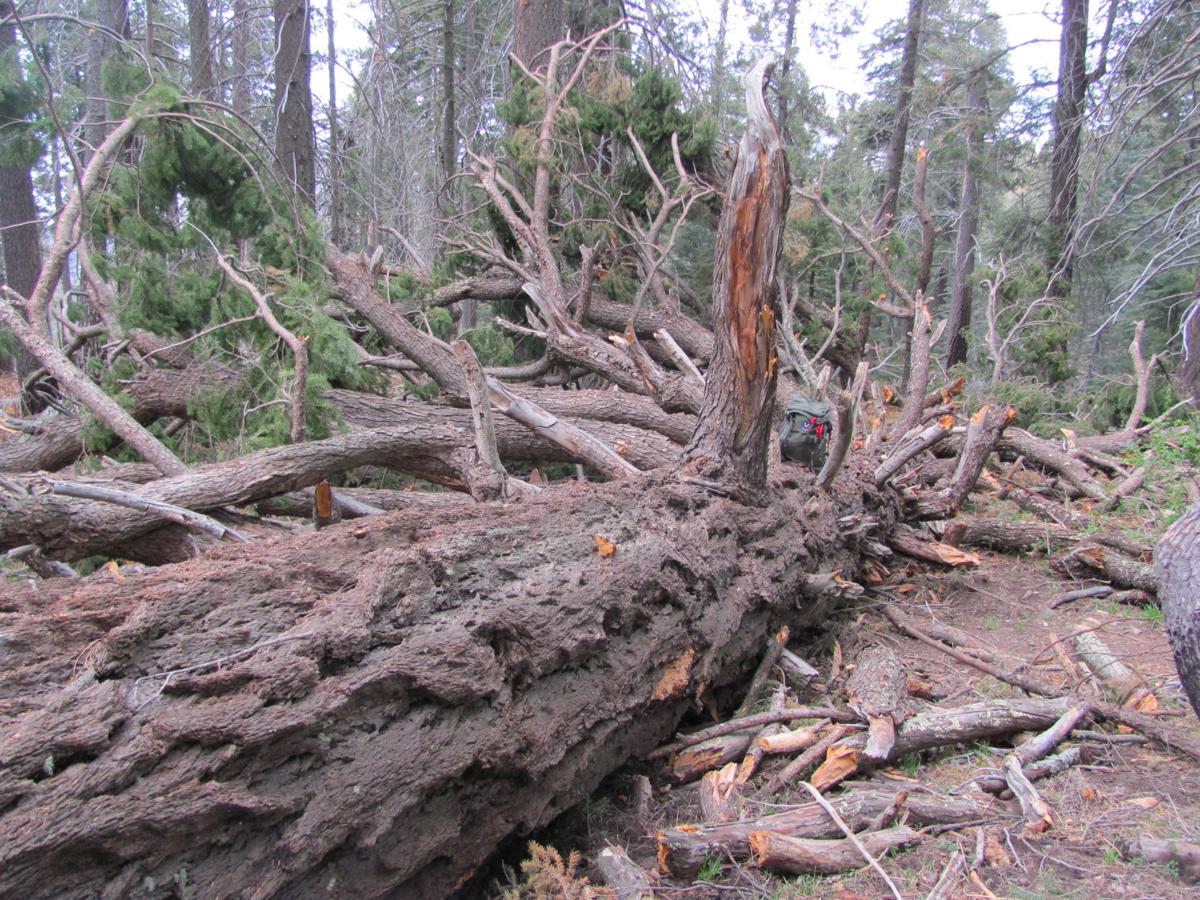 Permits Are Available For Collecting Firewood In The Catalinas