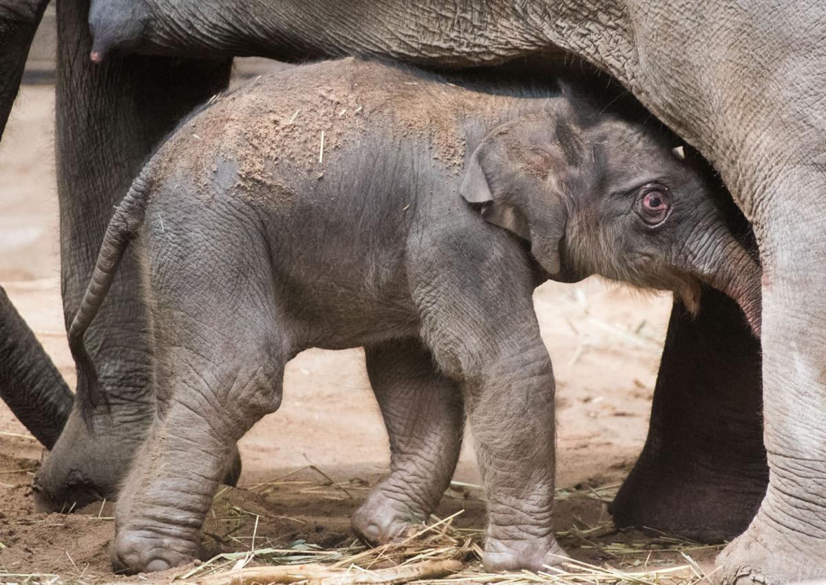 Baby zoo animals
