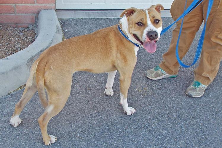 Adopt a friend: Dozer