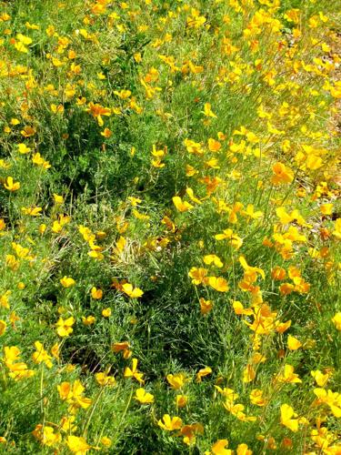 Blooming poppies at park