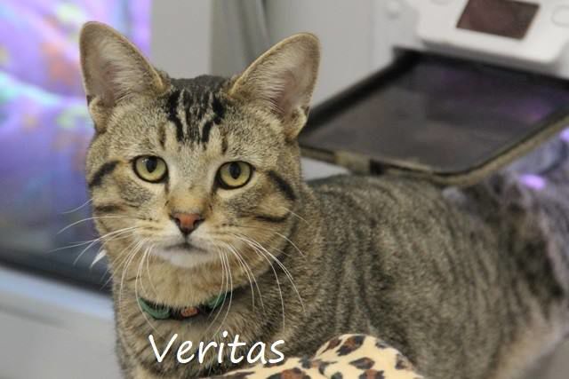 Adopt a friend: Veritas