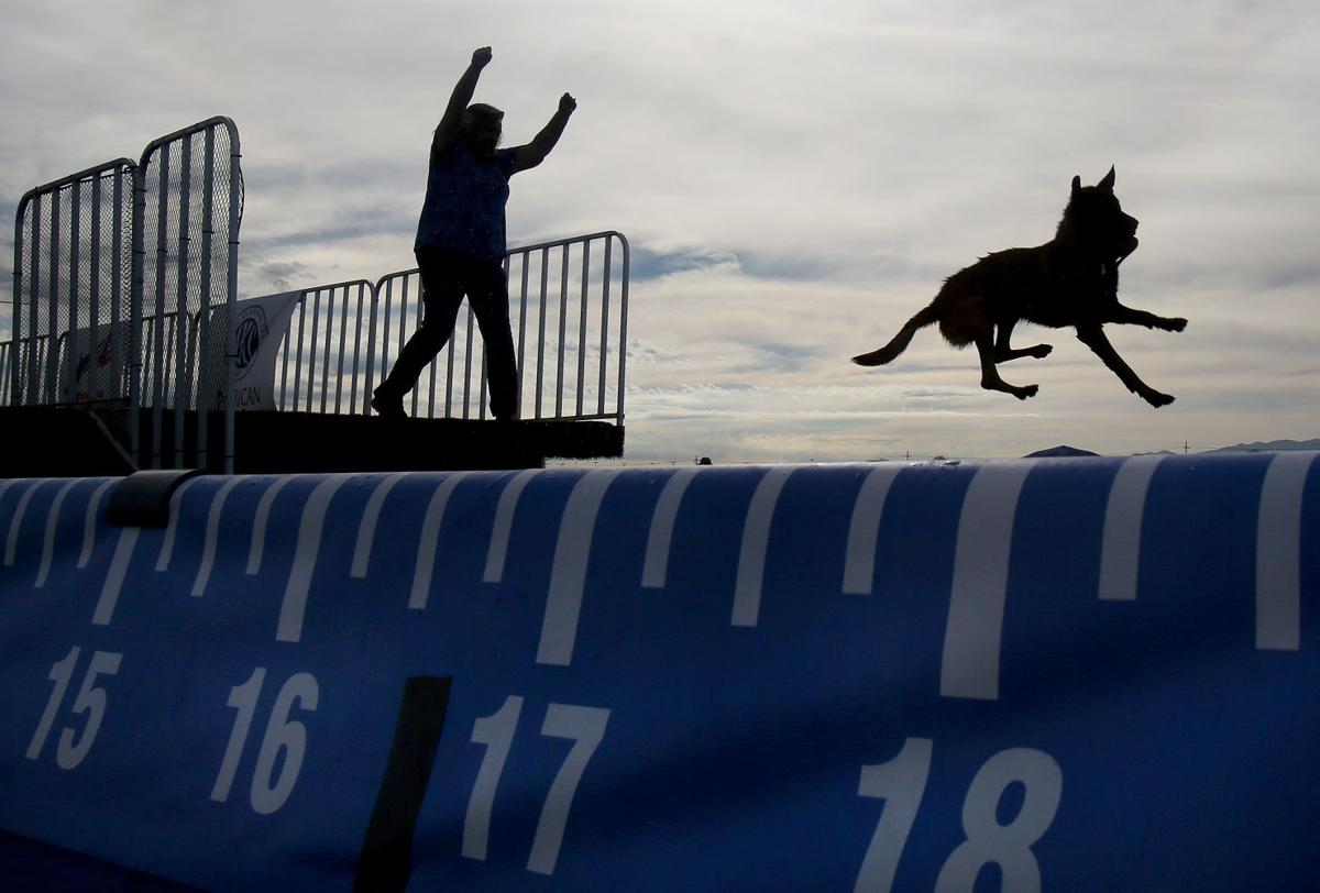 Photos Dock diving dogs