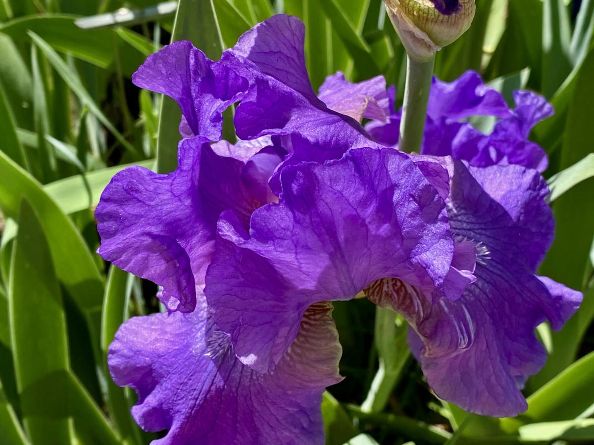 Iris in Tucson