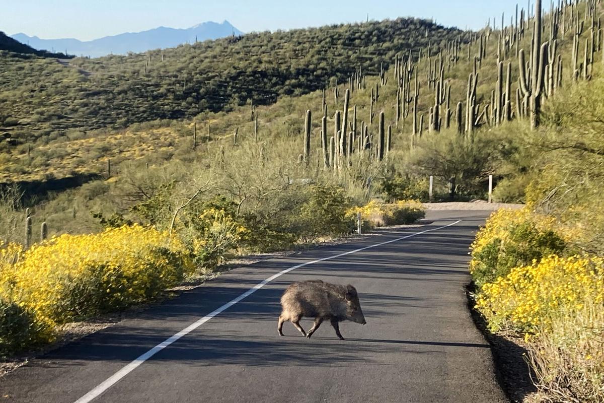 Javelina takes on Tumamoc Hill hike