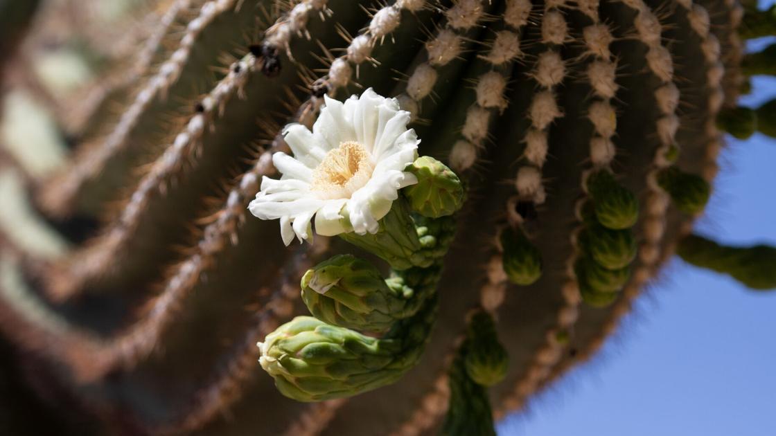 Tucson Rule To Preserve Desert Plants