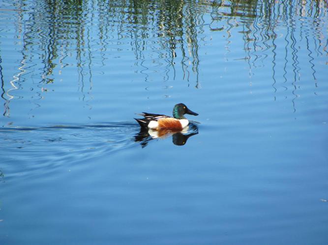 Habitat for aquatic wildlife