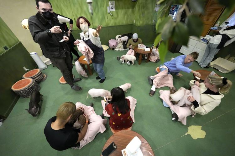 Japan Pig Cafe