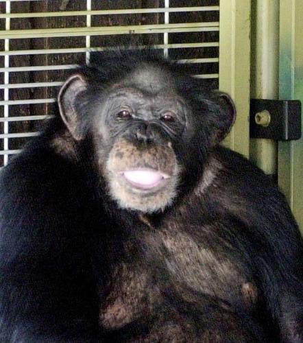 Chimp in Conn. attack shared baths, wine and bed with owner  