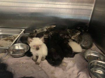 PACC takes in cats in hoarding case