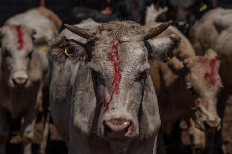 How 100% inspections regulate Mexican cattle exports to US